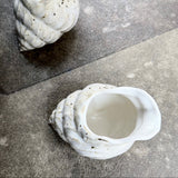 Nyhed. Konkylie Kande. Dans design og håndværk. Studio i Aarhus. Jægergårdsgade. Mælkekande. porcelæn. Konkylie . Havterapi
