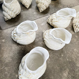 Shell Pitcher - mid-June 2026